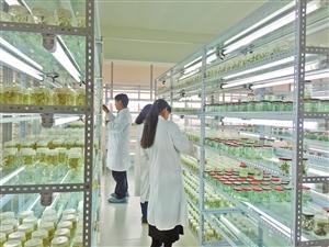 三保奇花 生物科技賦能產(chǎn)業(yè)升級，生物農(nóng)藥揚(yáng)帆出海